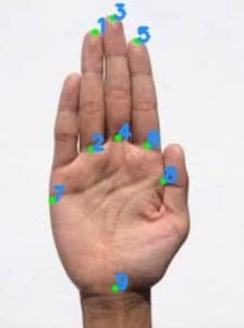 Hand Landmark Detection