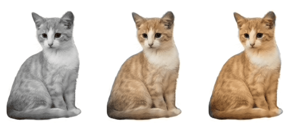image colorization using deep learning - The results on the image of a cat. Left original, middle without color rebalancing, and on the right with rebalancing. 