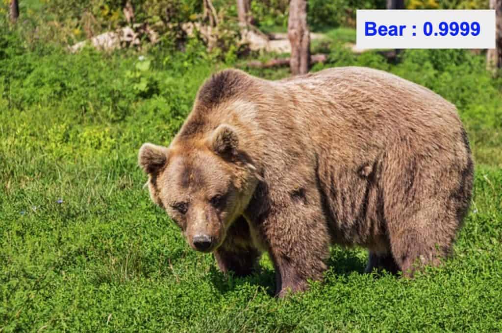 Image classification - bear