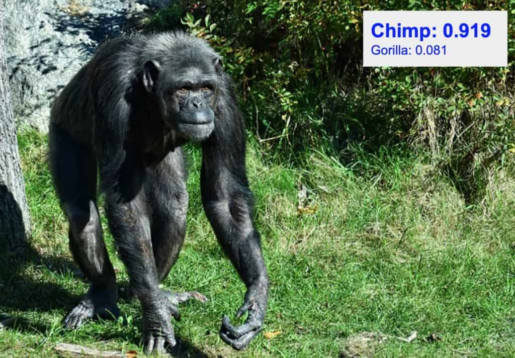 Image classification - chimp
