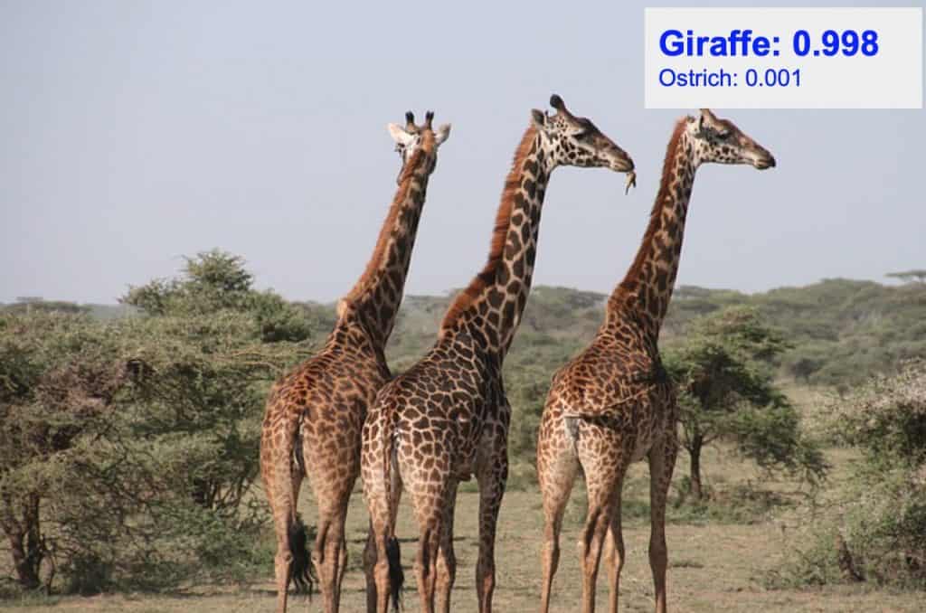 Image classification - giraffe