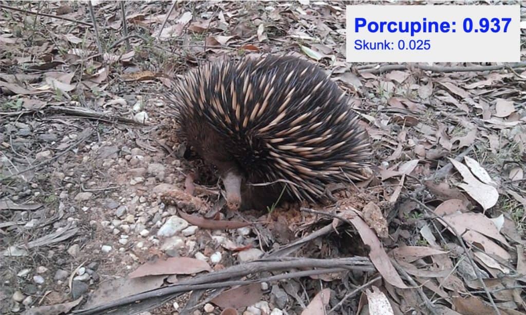 Image classification - porcupine