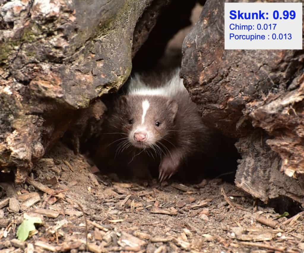 Image classification - skunk