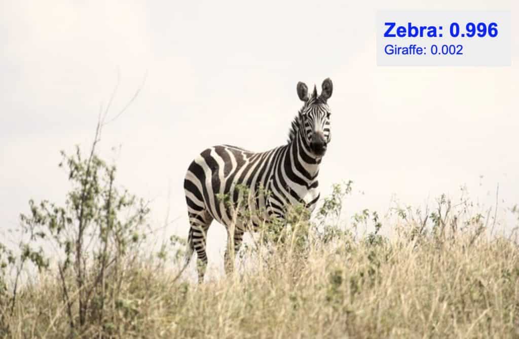 Image classification - zebra