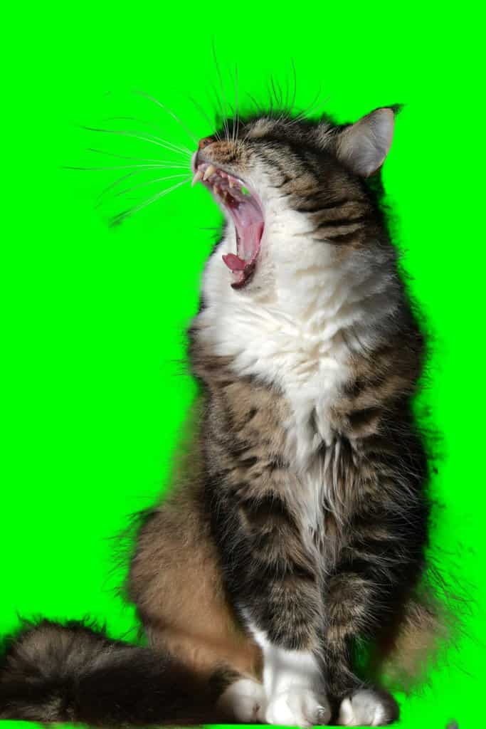 Image Matting with stateoftheart Method "F, B, Alpha Matting