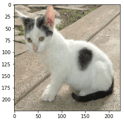 original_cat – LearnOpenCV