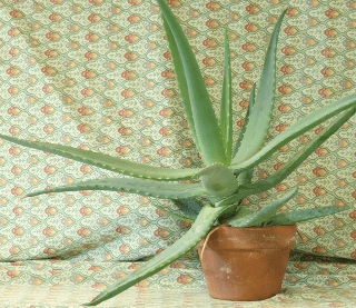 left aloe image