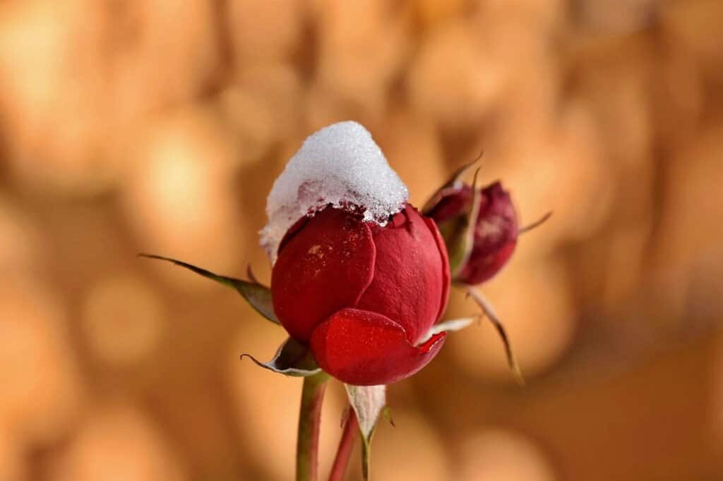 Image with a rose flower with snow on top, in foreground and brown background. We will use this same image throughout the post, to demonstrate read, display and write an image.