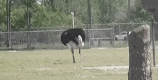 Ostrich unstable cam follow