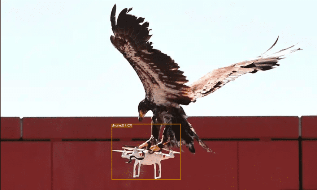 Eagle capture drone yolox m detection 25 epochs