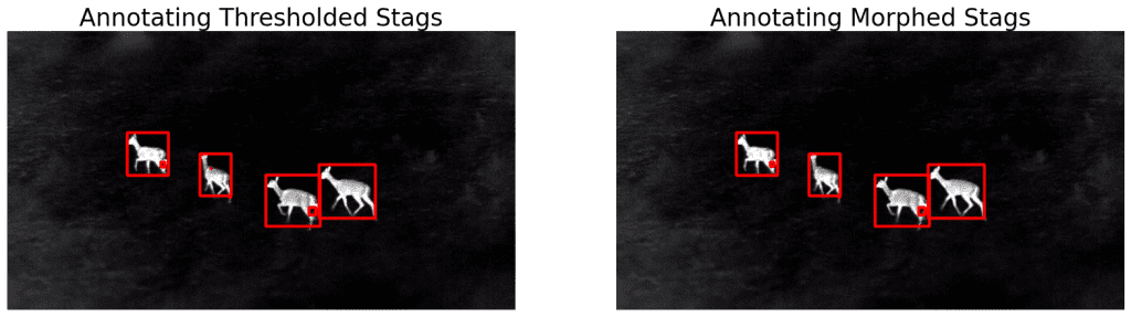 annotation on morphed stags 