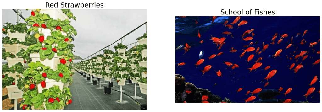 red strawberries and a school of fishes for image annotation tool opencv