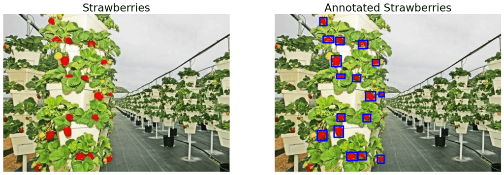 annotated strawberries using image annotation tool opencv