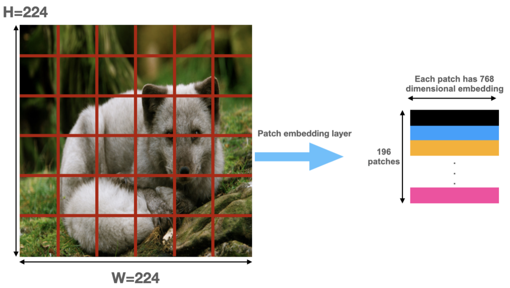 An input image of size 224x224 with a patch size of 16x16 and an embedding dimension of 768 results in a learnt patch representation of size 196x768