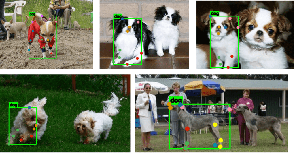 Handling mismatched annotations for animal pose estimation