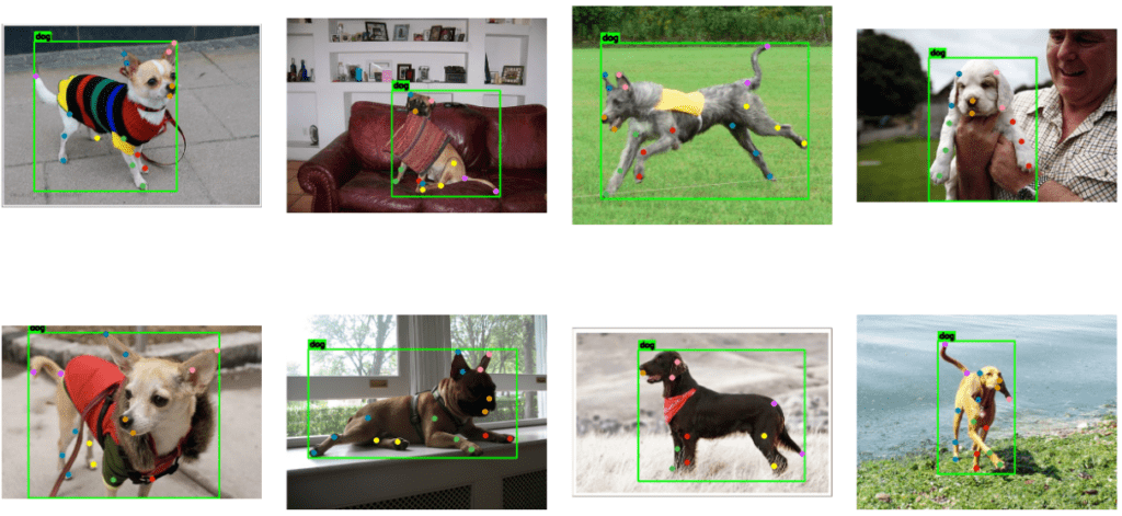 Ground truth visualization for animal pose estimation