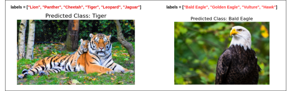 Zero-shot image classification using CLIPon Animal and Birds Images
