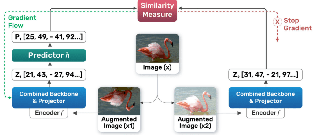 SimSiam's Pretraining Workflow showcasing two augmented image branches processed through shared encoders, followed by similarity measure computation. Gradient flow is enabled in one branch while a stop-gradient mechanism stabilizes the other, facilitating robust representation learning.