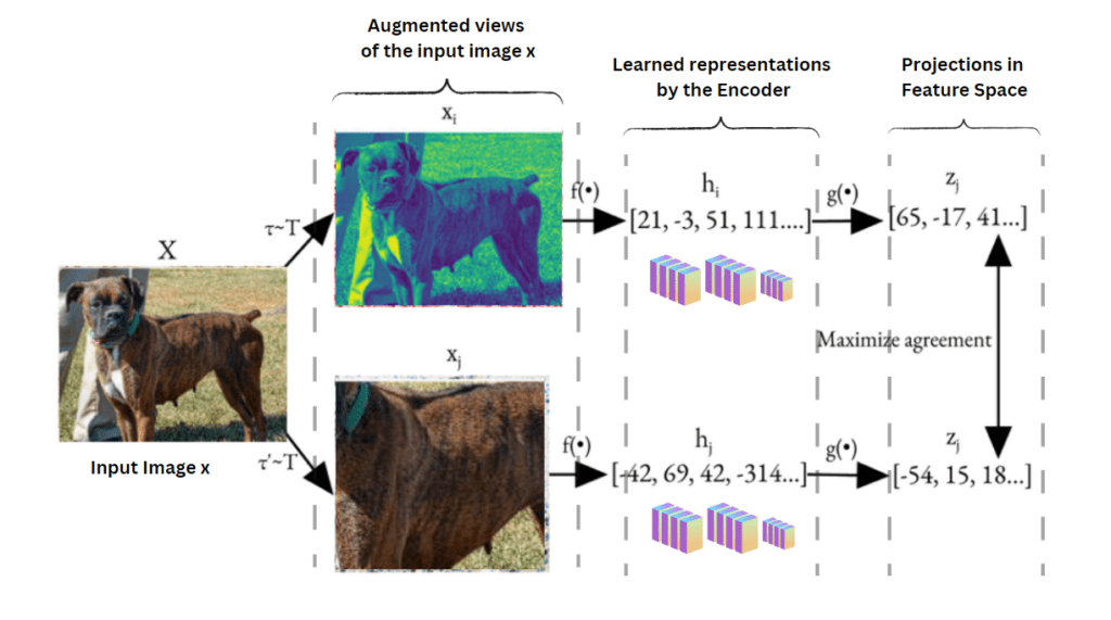 A visual representation of the contrastive learning process. The image X undergoes two augmentations producing two different views. Each view is encoded into embeddings using
f(⋅), then further projected into embedding space through g(⋅). The framework optimizes agreement between projections.