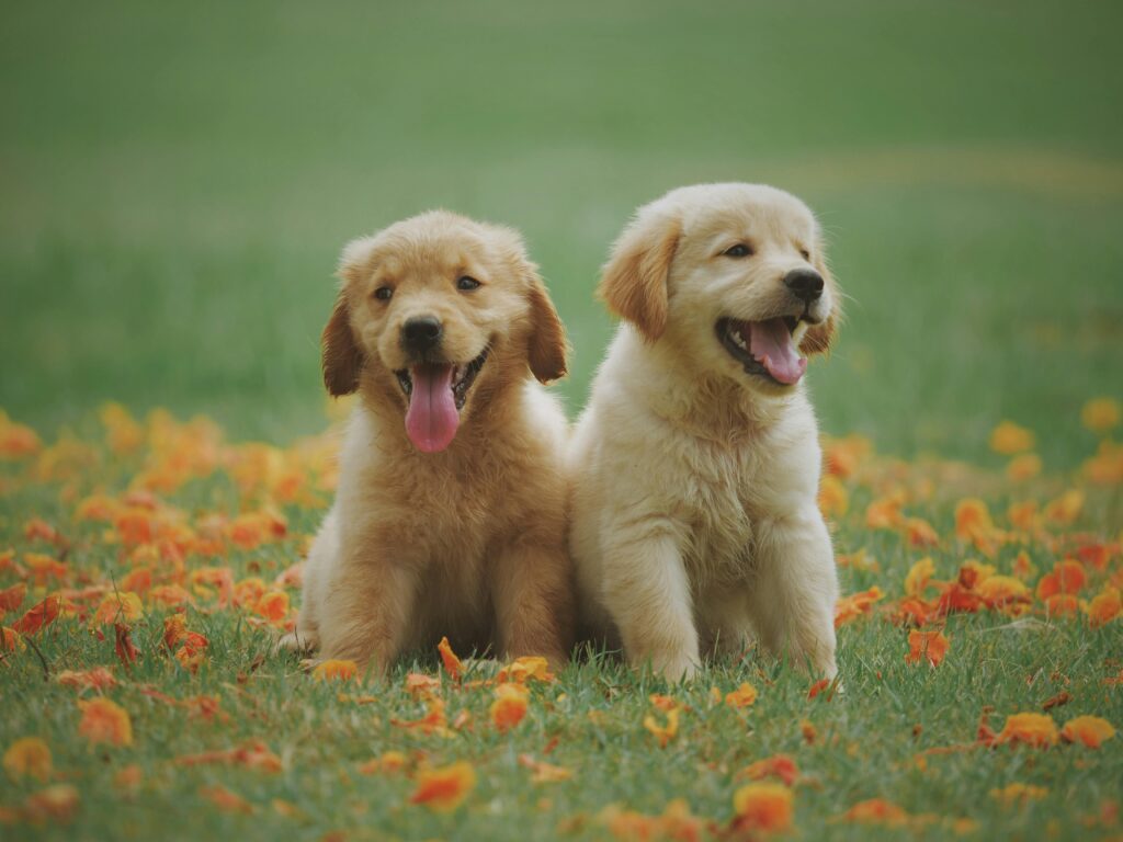 DINOv2, self-supervised, OpenCLIP, segmentation, depth estimation, linear classifiers, dog image 