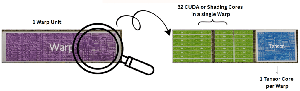 A split graphic: on the left, a purple-tinted rectangular block labeled “Warp” represents a single warp unit on the GPU die, with a magnifying-glass icon highlighting its right side. An arrow leads to the right, revealing 32 small green rectangles in four rows of eight, each labeled “CUDA,” and one larger blue rectangle labeled “Tensor” at the end. This illustrates that each warp contains 32 shading cores for arithmetic operations and one dedicated tensor core for matrix math.